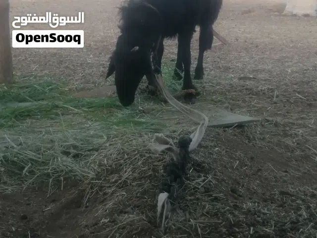 كبش فول سمنه يصلح للعيد والذبح