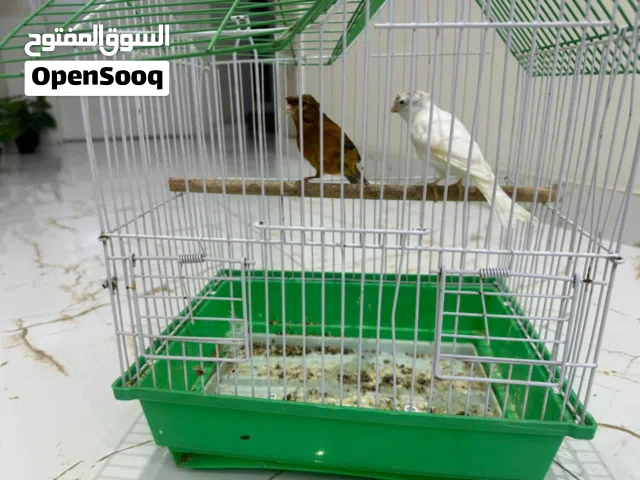 ذكر وانثى كناري للبيع سوري ذكر نحاسي ما جاهز ولنثى بيضاء غير جاهزة بسعر 35 للاثنين