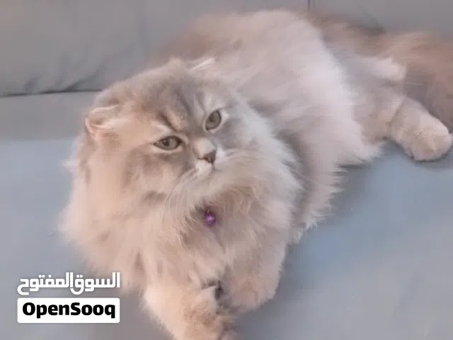 قطه للبيع عمرها 6 شهور