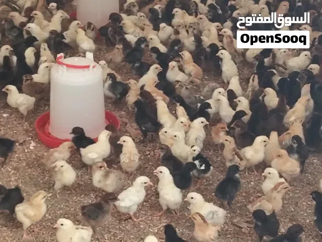 صيصان عماني