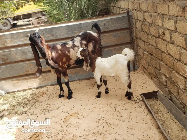 ماعز بكستانيه