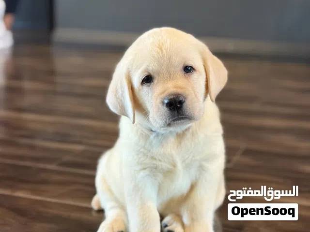 Labrador retriever puppies