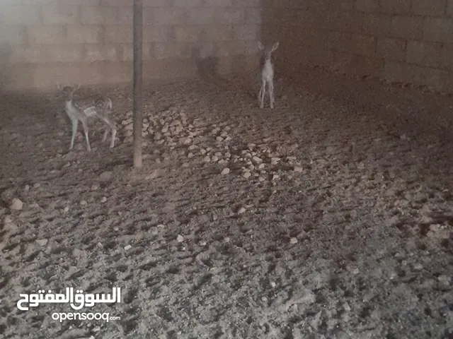 غزلان للبيع