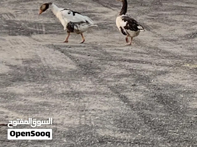 زوج وز للبيع