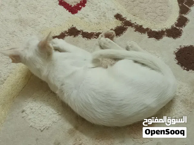 قط ابيض شعراني للبيع ب 20 ريال فقط بدون توصيل