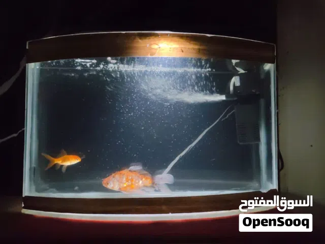 حوض سمك مع سمكتين مرتبات و فلتر مية المية