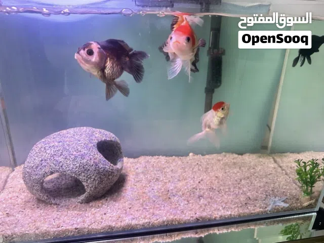 Fish Oranda