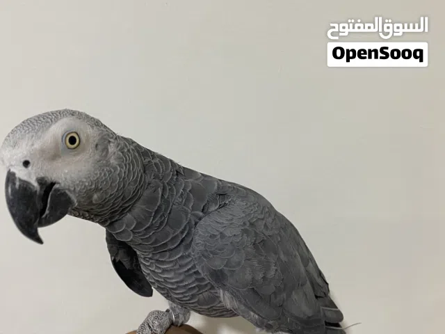 كاسكو ذكر العمر فوق 7 سنين