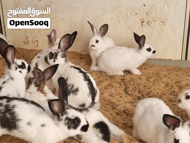 ارنب من عمر 50  يوم الي 5  شهور