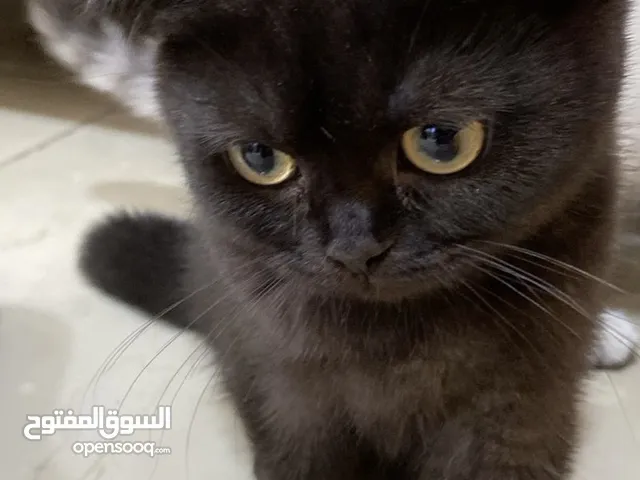 قطط ذكر وانثى سكوتش فولد و سكوتش استريت