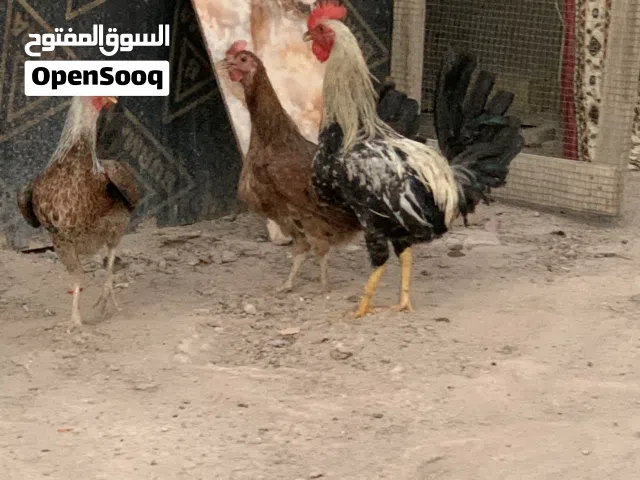 سيت دجاج عرب اصلي بي رس كويتي الوصف مهم.