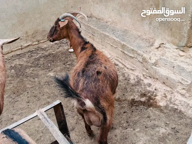 البينو معها حبتين