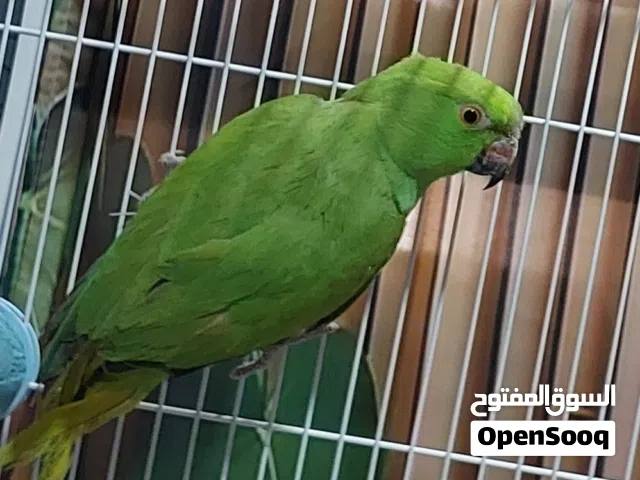 للببع انثى بيبي متوه للإنتاج
