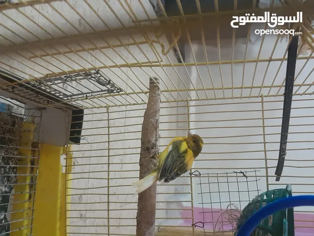 جوز عصافير كنار للبيع الجوز 25 والحبه 15