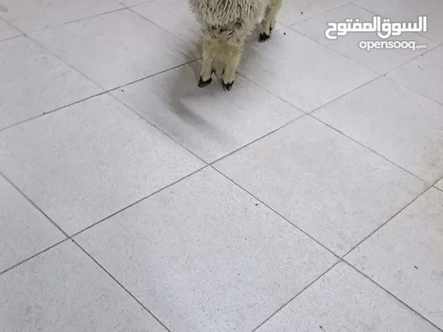 ورجينه للبيع صحه ولقاح كله كامل مال بيت معلوفه براسها وسمينه  العنوان الجزيره الجباسي