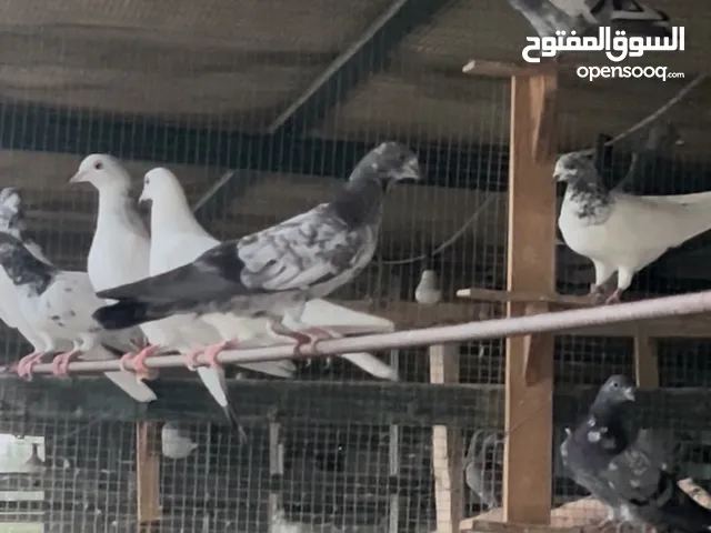 حمام باكستاني