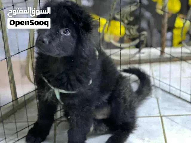 كلب جيرمان بابي للبيع