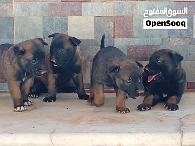 جراوي مالينو استيراد تونس