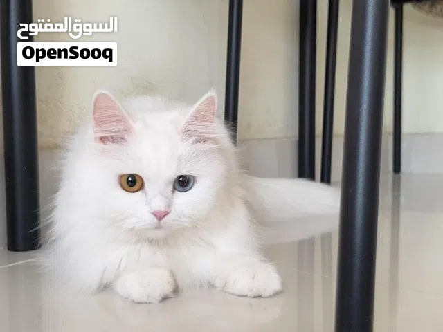 قطه شيرازية انثى جميلة 25 يال  cats for sale