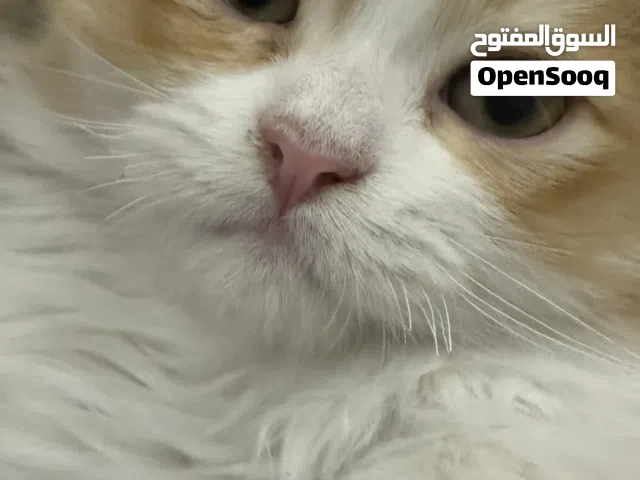 ذكر شيرازي للبيع