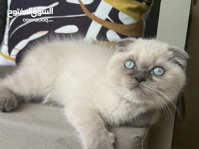 Scottish fold for sale
