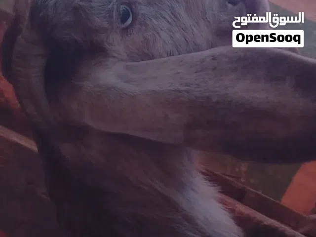 تبارك الرحمن متوفر سخلات وجديان شامي للبيع