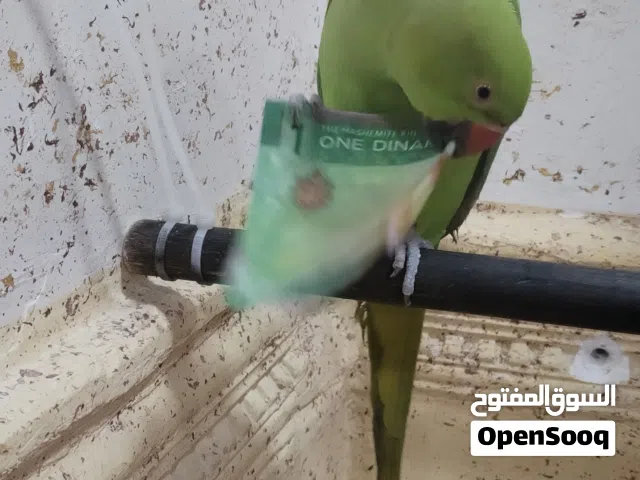 ببغاء للبيع ايدون