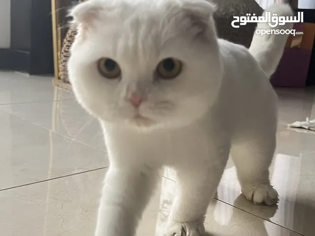 قط سكوتش أبيض