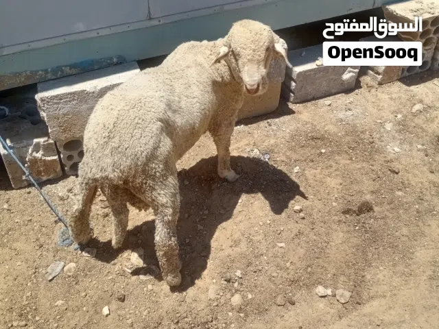 خروف روماني مارينوس