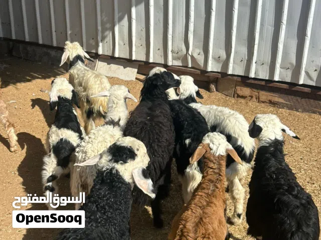 ذبايح عضويات ع لبن