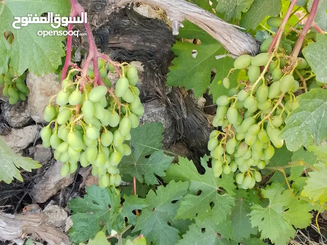 حصرم عنب حامض