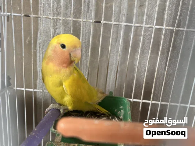انتثي بركديلو روز للبيع أو لتبديل عادي