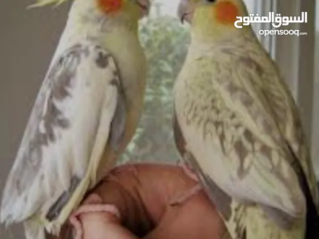 ببغاء كوكتيل متكلم و متزوج