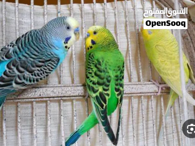 اريد محتاج فروخ بادجي