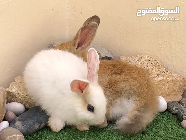 Bunny male and female