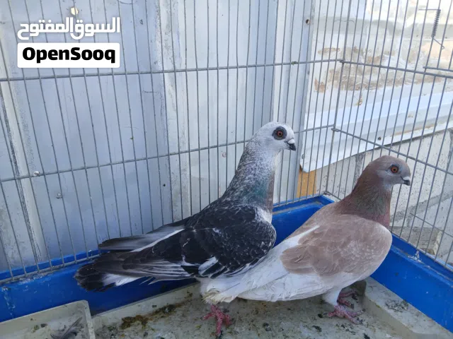 حمام للبيع