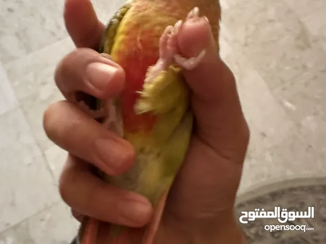 كنيور ربوة للبيع