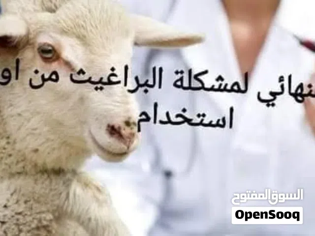 متوفر لدينا حل نهائي للبراغيث امن وفعال مكفول ان شاء الله