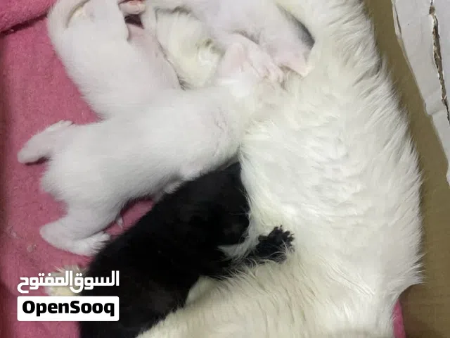 السلام عليكم قطه للبيع العمر سنتين وياها جهال عمر شهر