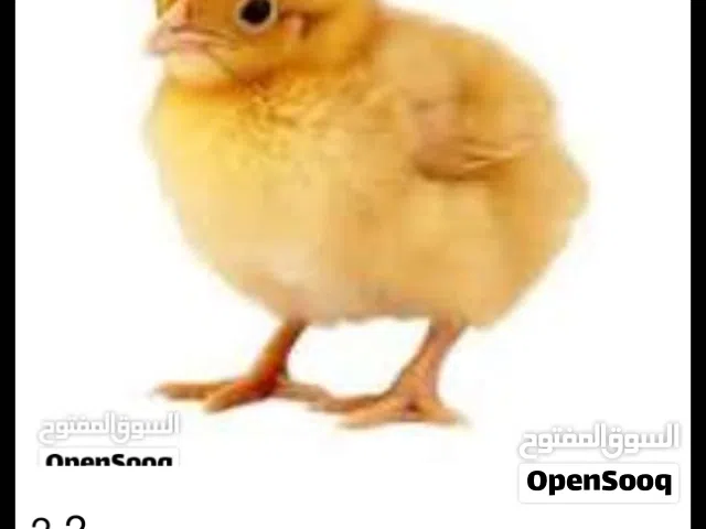 مطلوب كتكوت لحم سعر من 2لل 3.5