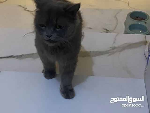 قط شيرازي عادي