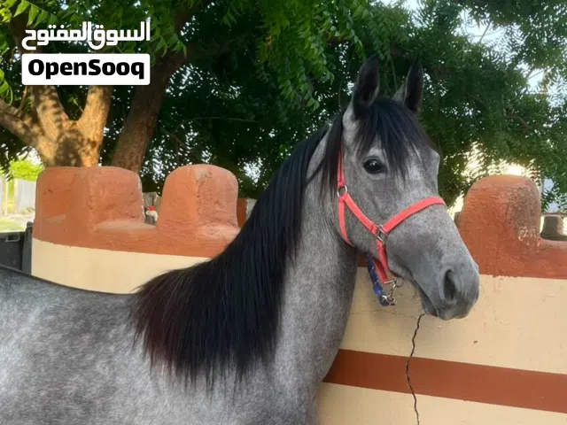 للبيع فرس وبنتها عربي اصيل سلاله قويه