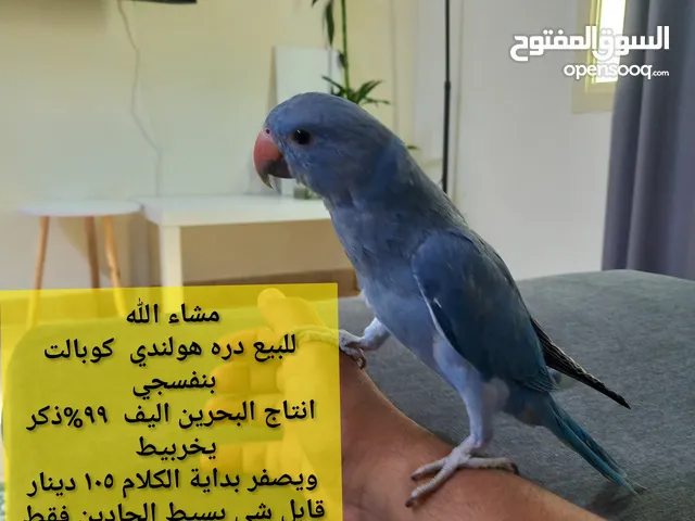للبيع دره هولندي اليف