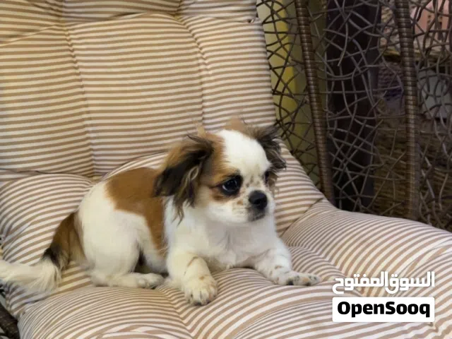 كلب شيتزو بيور