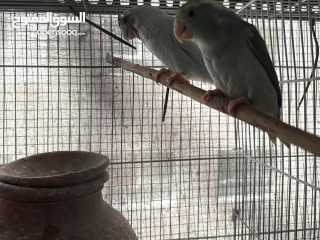 Parrotlet hand feeding chicks