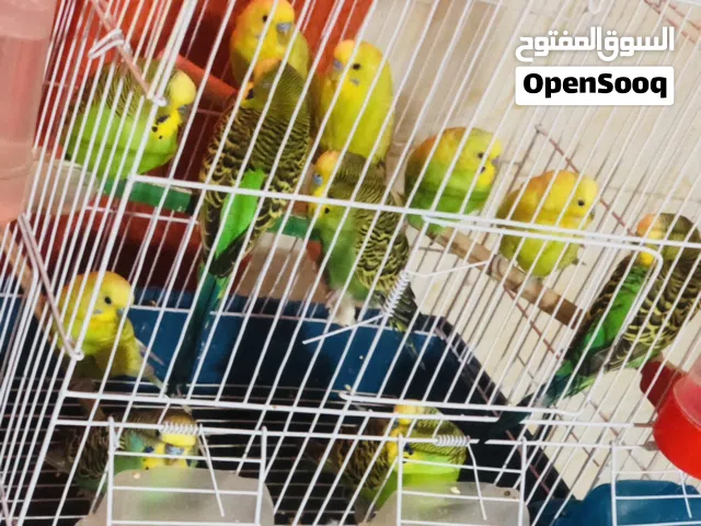 11طرف بقلينو الوان ربي يبارك طروف فراديات ف منهم تلاته نتايات وباقي ذكوره جمله بالقفص جديد قاعد