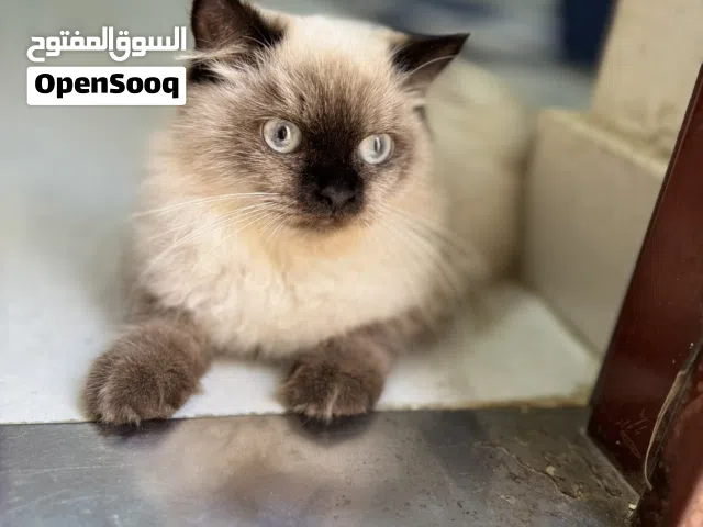 قطة هيمالايا بيور انثى العمر 6 شهور تم التطعيم اليفه
