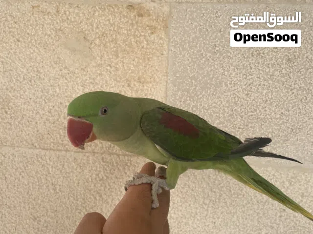 أنثى بغبغاء الدره النيبالي