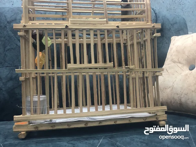 بلبل يغرد مع القفص