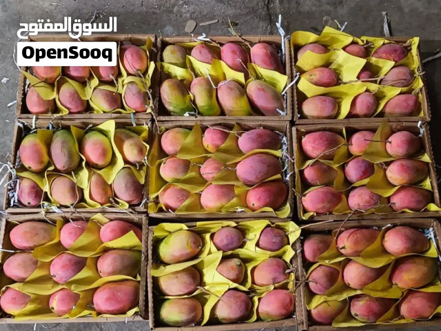 لجميع تصدير المانجو التيمور